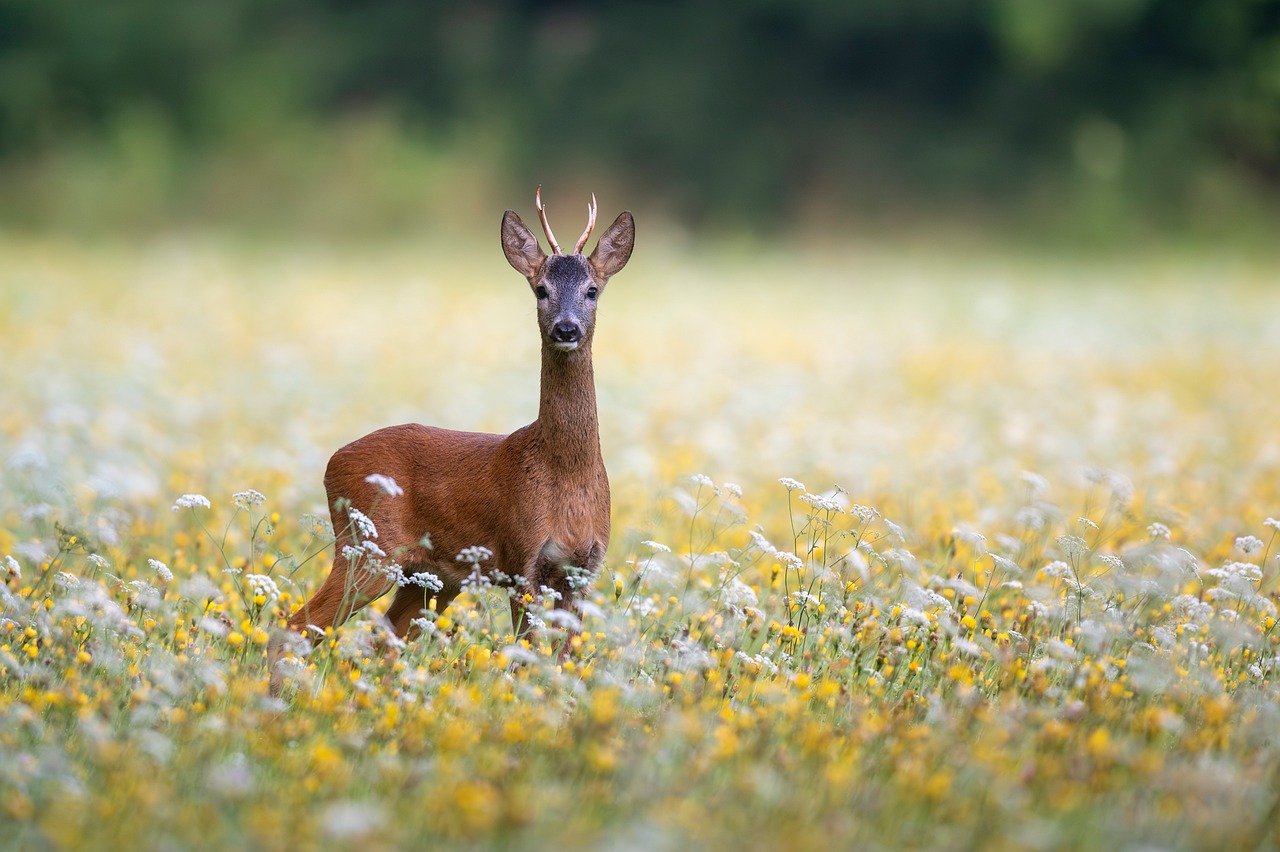 Wildtierrettung